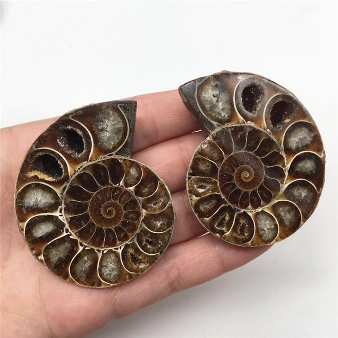 2pcs Half Cut Madagascar Ammonite Shell [Look at the quartz crystals formed in between each Septa chamber! So cool!] - Tiny T-Rex Hands
