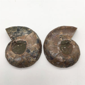 2pcs Half Cut Madagascar Ammonite Shell [Look at the quartz crystals formed in between each Septa chamber! So cool!] - Tiny T-Rex Hands