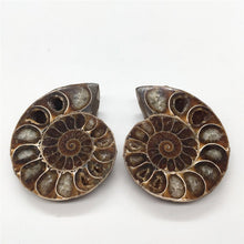 Load image into Gallery viewer, 2pcs Half Cut Madagascar Ammonite Shell [Look at the quartz crystals formed in between each Septa chamber! So cool!] - Tiny T-Rex Hands