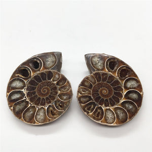 2pcs Half Cut Madagascar Ammonite Shell [Look at the quartz crystals formed in between each Septa chamber! So cool!] - Tiny T-Rex Hands