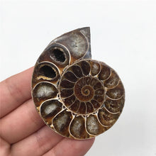 Load image into Gallery viewer, 2pcs Half Cut Madagascar Ammonite Shell [Look at the quartz crystals formed in between each Septa chamber! So cool!] - Tiny T-Rex Hands