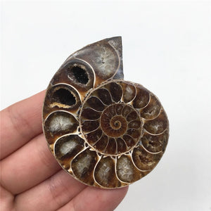 2pcs Half Cut Madagascar Ammonite Shell [Look at the quartz crystals formed in between each Septa chamber! So cool!] - Tiny T-Rex Hands