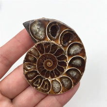 Load image into Gallery viewer, 2pcs Half Cut Madagascar Ammonite Shell [Look at the quartz crystals formed in between each Septa chamber! So cool!] - Tiny T-Rex Hands