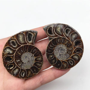 2pcs Half Cut Madagascar Ammonite Shell [Look at the quartz crystals formed in between each Septa chamber! So cool!] - Tiny T-Rex Hands