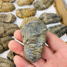 Load image into Gallery viewer, Trilobite Fossil [Beautiful Trilobite Specimen.] - Tiny T-Rex Hands