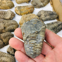 Load image into Gallery viewer, Trilobite Fossil [Beautiful Trilobite Specimen.] - Tiny T-Rex Hands