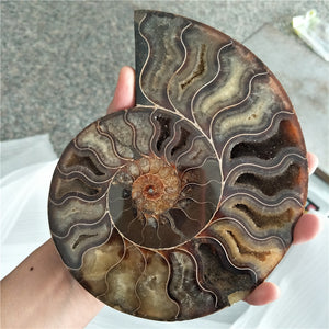 Giant 400-500g RARE Iridescent AMMONITE [Such a huge Ammonite!] - Tiny T-Rex Hands