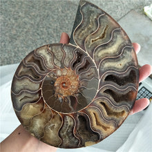 Load image into Gallery viewer, Giant 400-500g RARE Iridescent AMMONITE [Such a huge Ammonite!] - Tiny T-Rex Hands