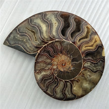 Load image into Gallery viewer, Giant 400-500g RARE Iridescent AMMONITE [Such a huge Ammonite!] - Tiny T-Rex Hands