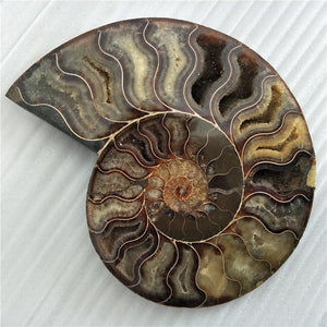 Giant 400-500g RARE Iridescent AMMONITE [Such a huge Ammonite!] - Tiny T-Rex Hands