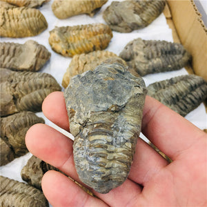 Trilobite Fossil [Beautiful Trilobite Specimen.] - Tiny T-Rex Hands