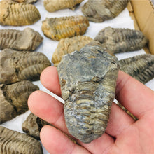 Load image into Gallery viewer, Trilobite Fossil [Beautiful Trilobite Specimen.] - Tiny T-Rex Hands