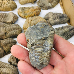 Trilobite Fossil [Beautiful Trilobite Specimen.] - Tiny T-Rex Hands