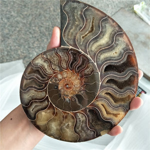 Giant 400-500g RARE Iridescent AMMONITE [Such a huge Ammonite!] - Tiny T-Rex Hands