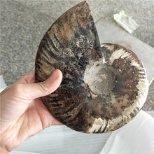 Load image into Gallery viewer, Giant 400-500g RARE Iridescent AMMONITE [Such a huge Ammonite!] - Tiny T-Rex Hands