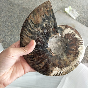 Giant 400-500g RARE Iridescent AMMONITE [Such a huge Ammonite!] - Tiny T-Rex Hands