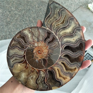 Giant 400-500g RARE Iridescent AMMONITE [Such a huge Ammonite!] - Tiny T-Rex Hands