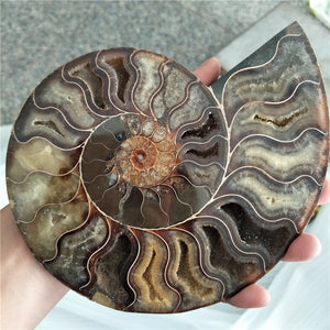 Giant 400-500g RARE Iridescent AMMONITE [Such a huge Ammonite!] - Tiny T-Rex Hands