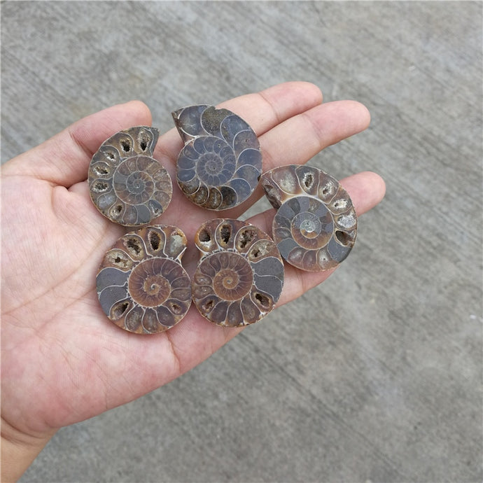 5 pcs Ammonite Fossils .82 inches thru .98 inches [These shiny ammonites are a must have!] - Tiny T-Rex Hands