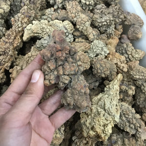 Natural Dinosaur Feces Fossil. [As hard as a rock! Wonder what the Dinosaurs ate?] - Tiny T-Rex Hands